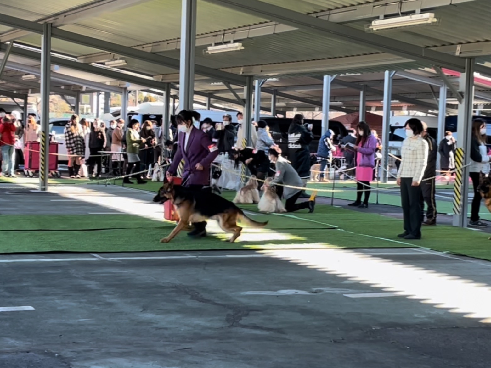 都下八南愛犬クラブ展 東京サマーランド 犬のしつけ教室 ドッグスクール セイントフジ 東京八王子